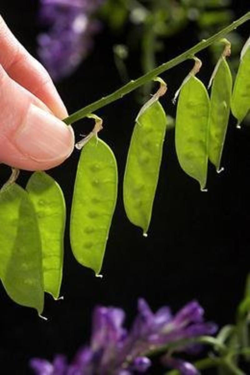 毛苕子种子光叶紫花苕子种籽果园绿肥多年生野豌豆种