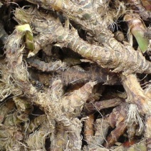 正宗野生中草药石菖蒲贵州中草药水蜈蚣地道香草九节菖蒲臭菖