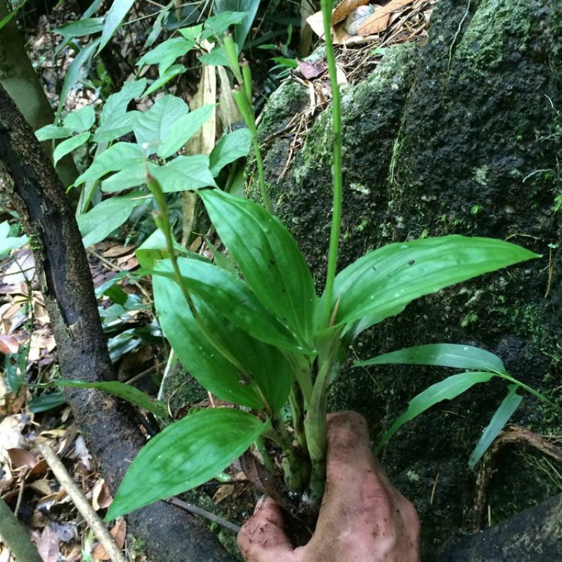 新鲜见血清中药/野生中草药见血青中药材鲜品李正磊可做盆景
