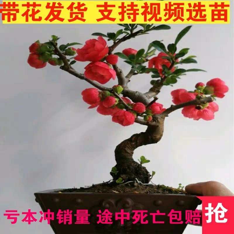 海棠花盆景盆栽地栽南北适种包邮全国发货欢迎下单