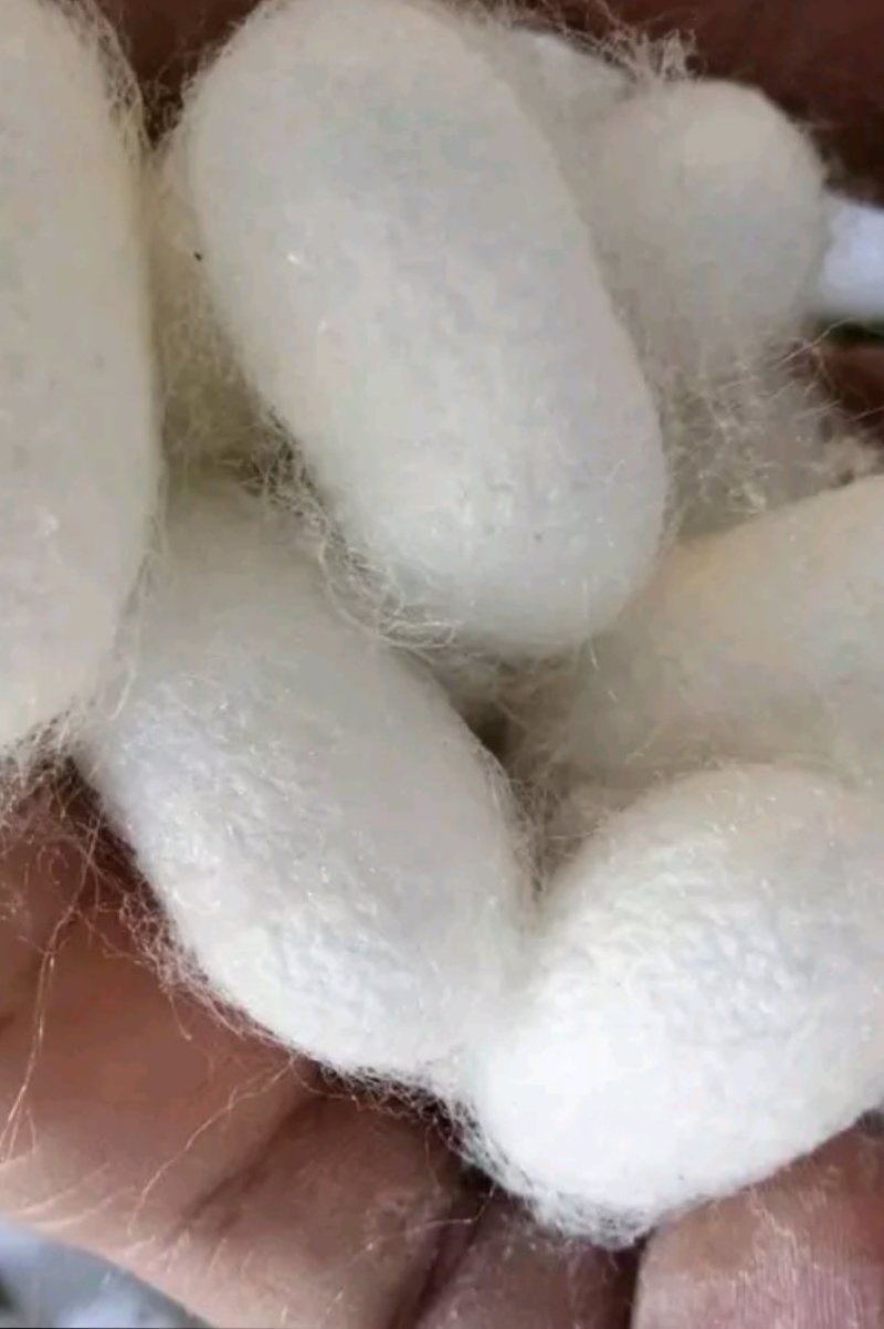 蚕茧大货，批发