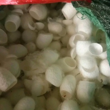 蚕茧大货，批发