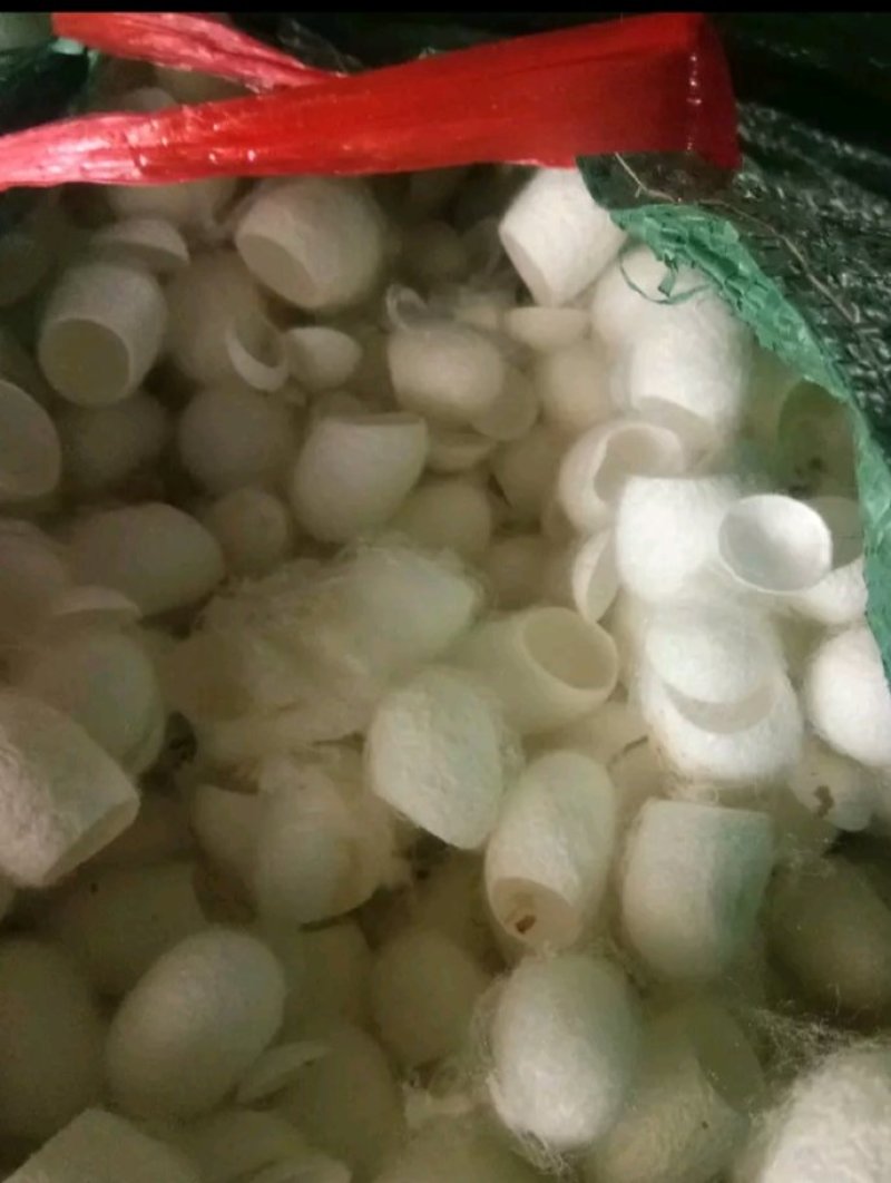 蚕茧大货，批发