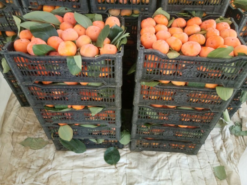 甜心柿子