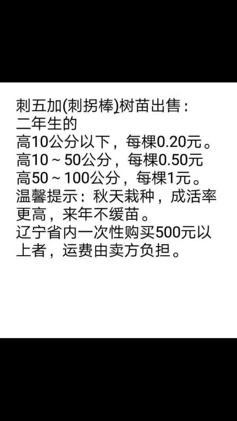 刺五加（短梗五加、刺拐棒）树苗