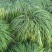 新采麦冬草种子庭院路边绿化草坪种子矮麦冬草工程草籽