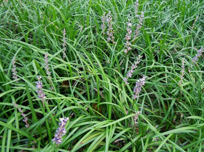 新采麦冬草种子庭院路边绿化草坪种子矮麦冬草工程草籽