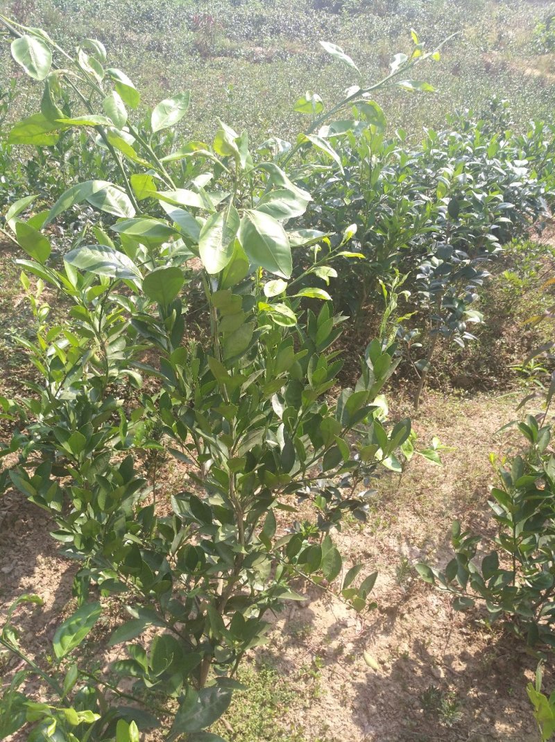 橘子树