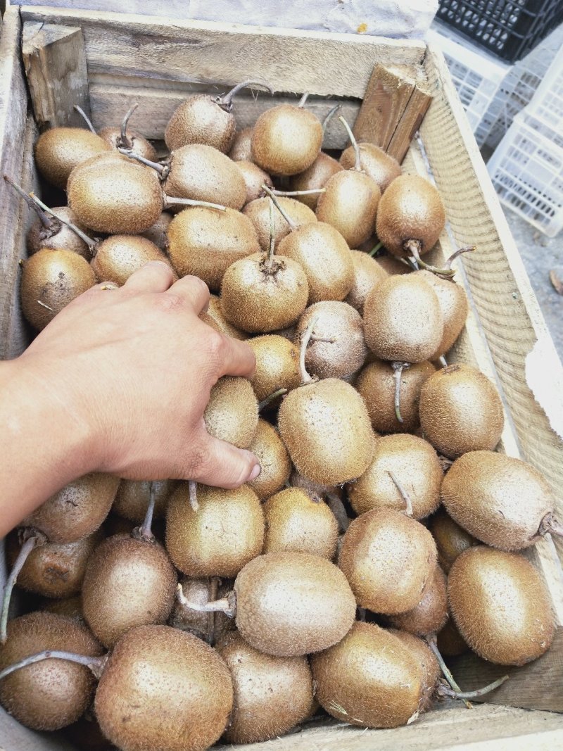 徐香一级货