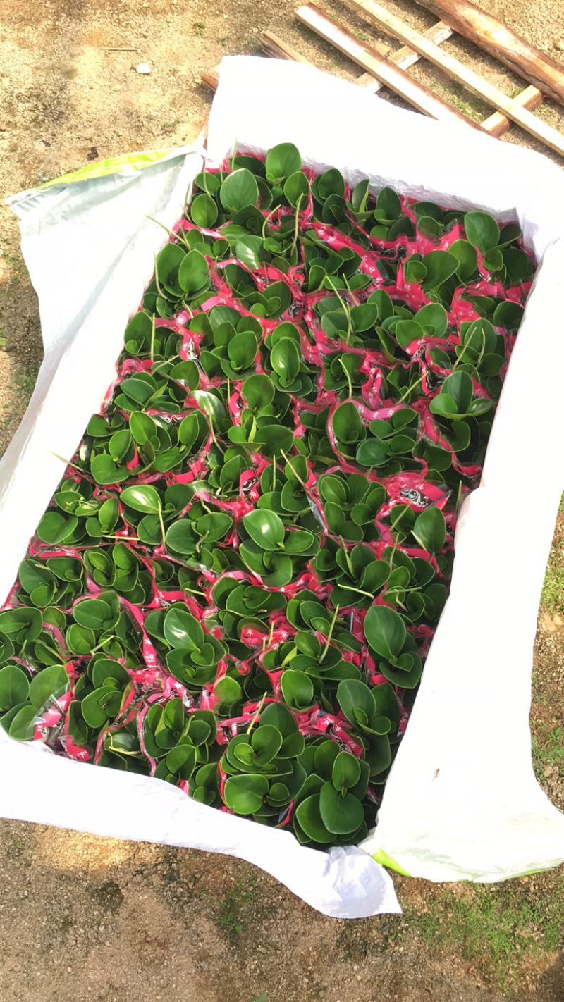 豆瓣绿青叶碧玉一盆6株基地苗圃直销一件起批量大从优