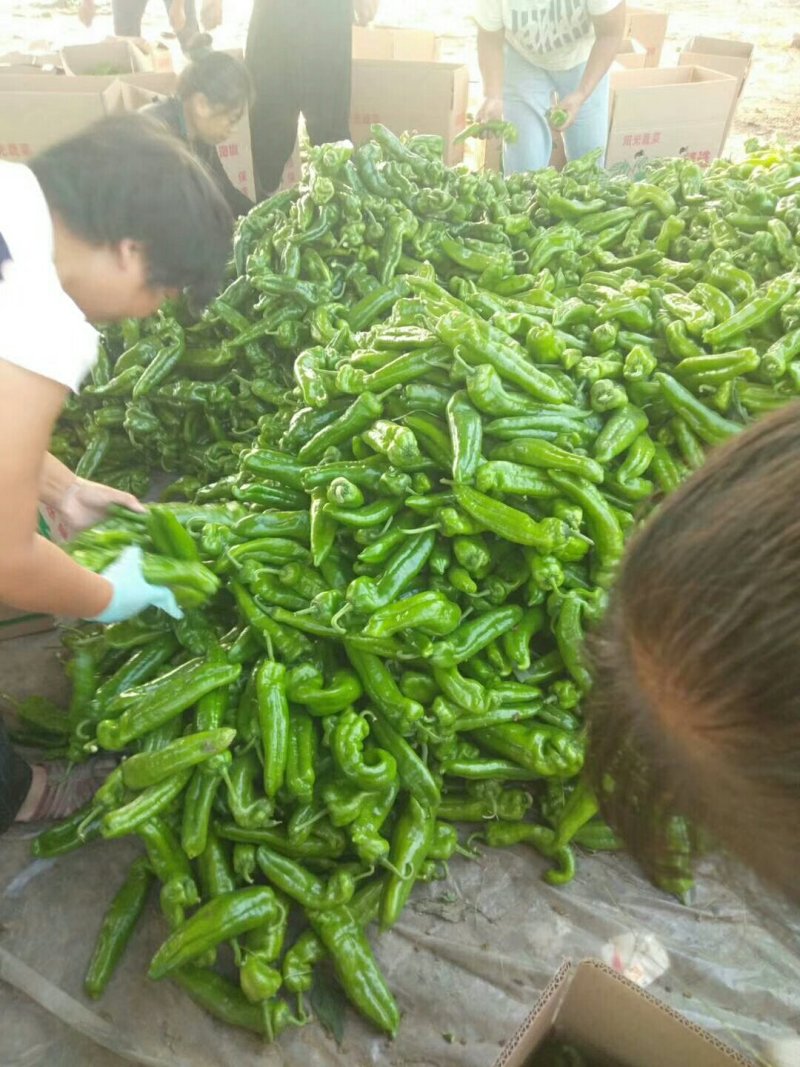 精品三零一大量上市有要的抓紧联系量大保证质量