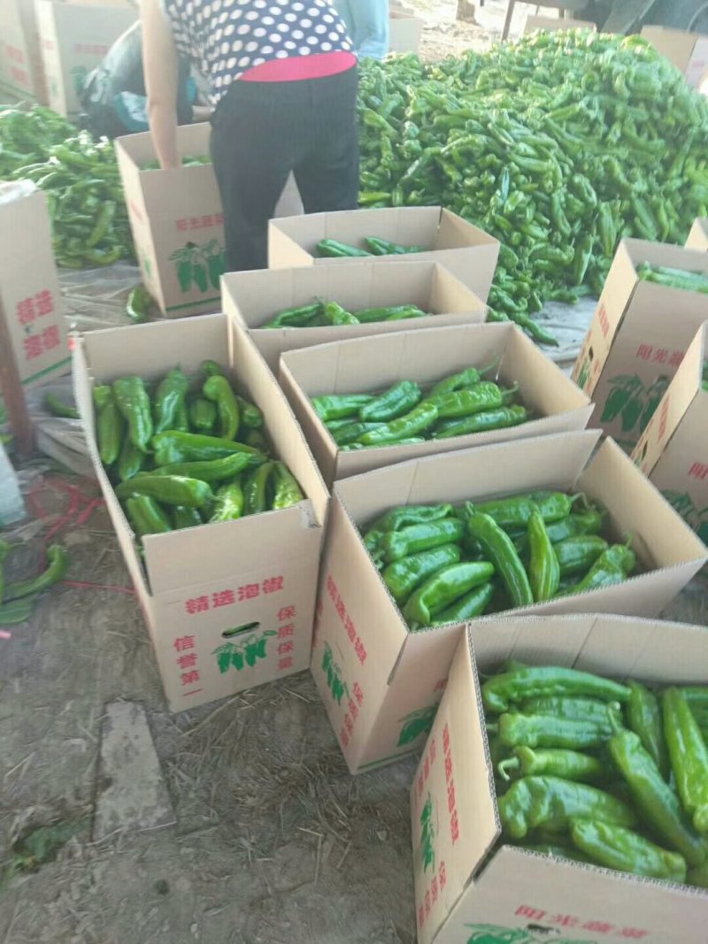 精品三零一大量上市有要的抓紧联系量大保证质量