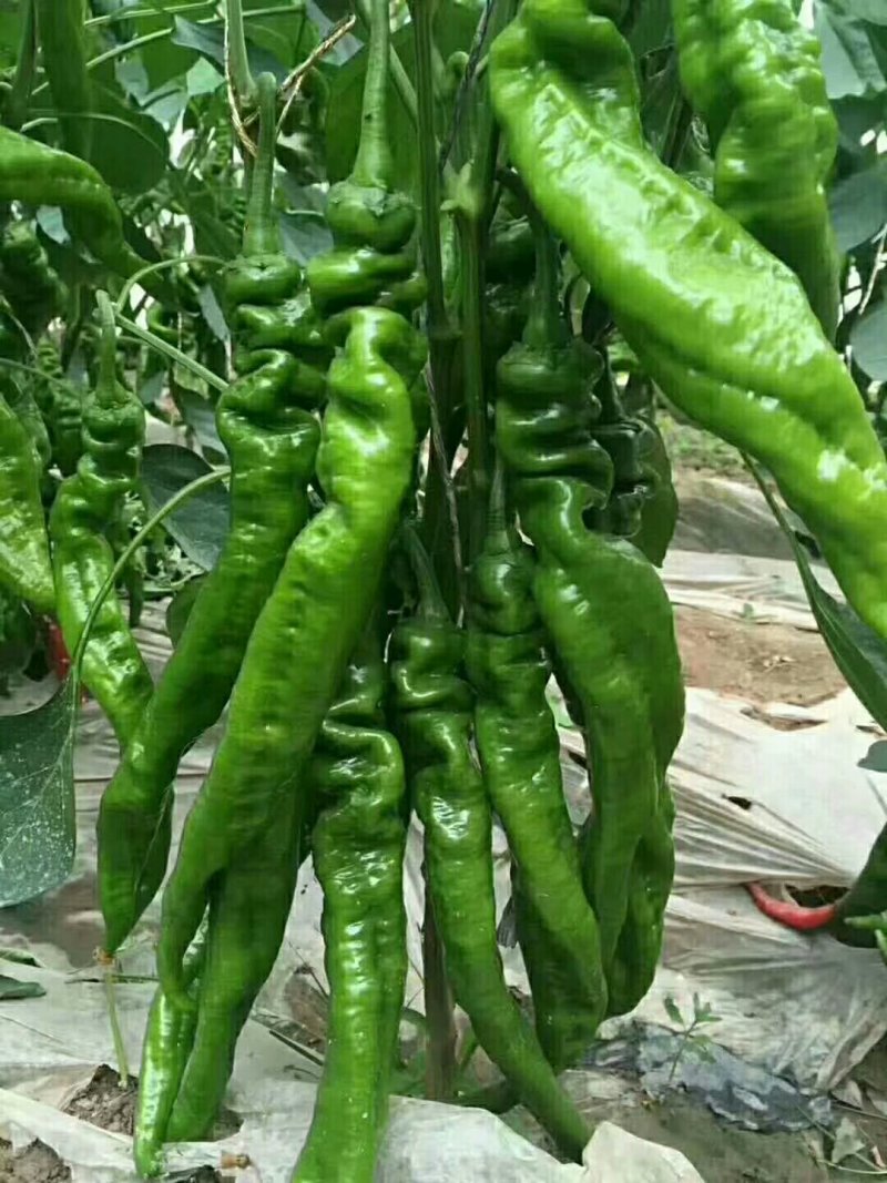 精品三零一大量上市有要的抓紧联系量大保证质量