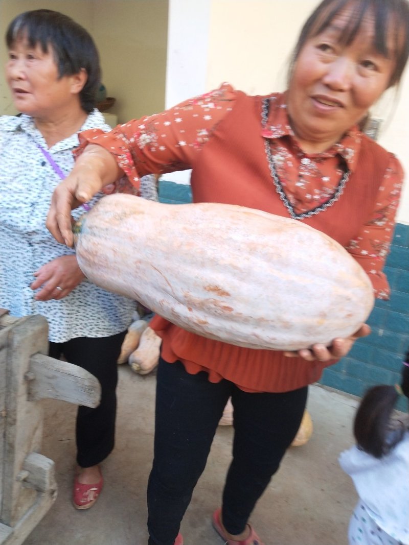 南瓜