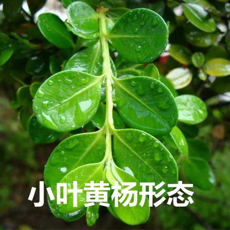 黄杨苗，黄杨球，黄杨分栽苗，常年供应杨。