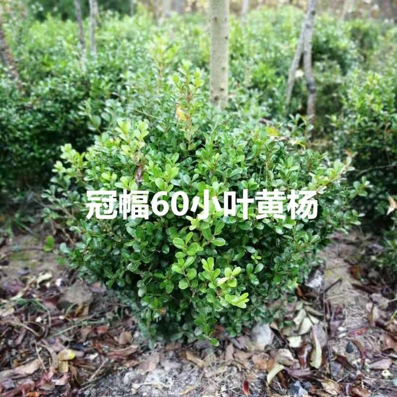 黄杨苗，黄杨球，黄杨分栽苗，常年供应杨。
