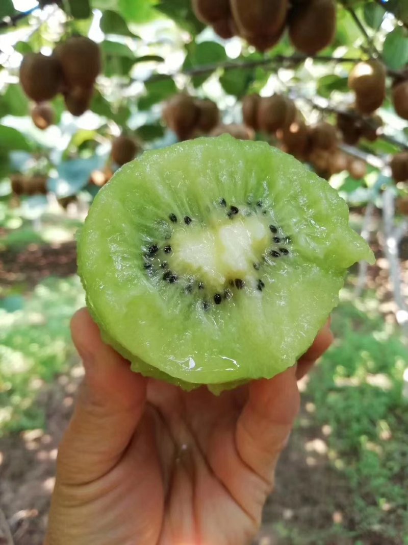 猕猴桃