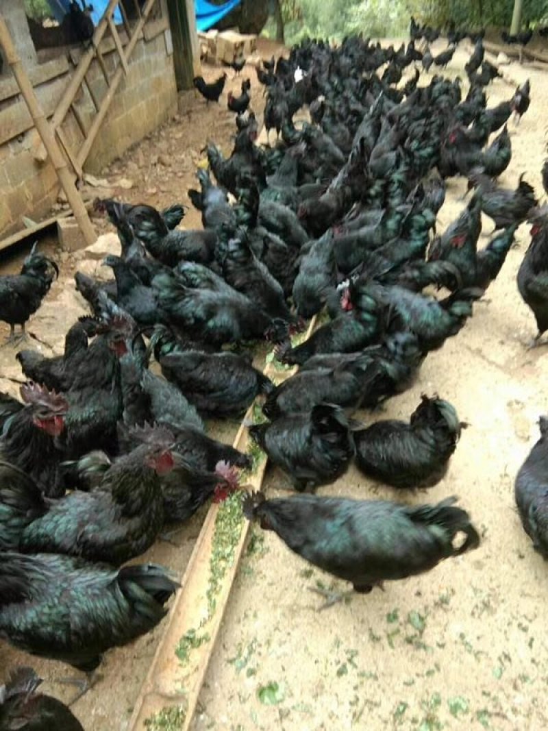 鲜土鸡