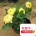 金丝雀月季花，常年批发各种月季可以来基地