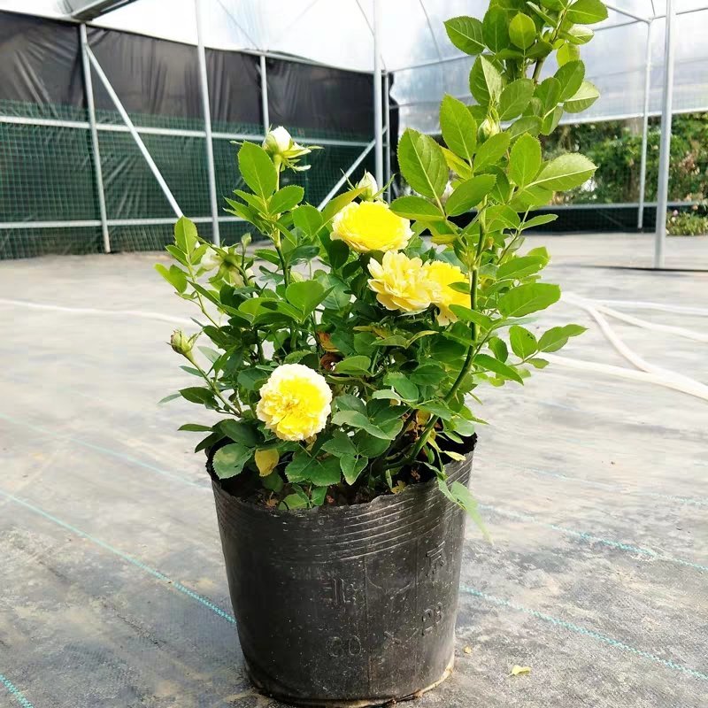 金丝雀月季花，常年批发各种月季可以来基地