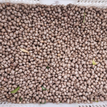 山药豆中豆1公分到1.3公分之间的电商货白玉山药豆量大优
