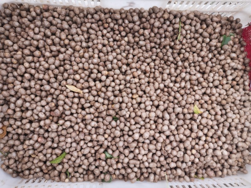 山药豆中豆1公分到1.3公分之间的电商货白玉山药豆量大优