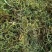 化石草野生正品肾精草产地直供无硫熏原色包邮
