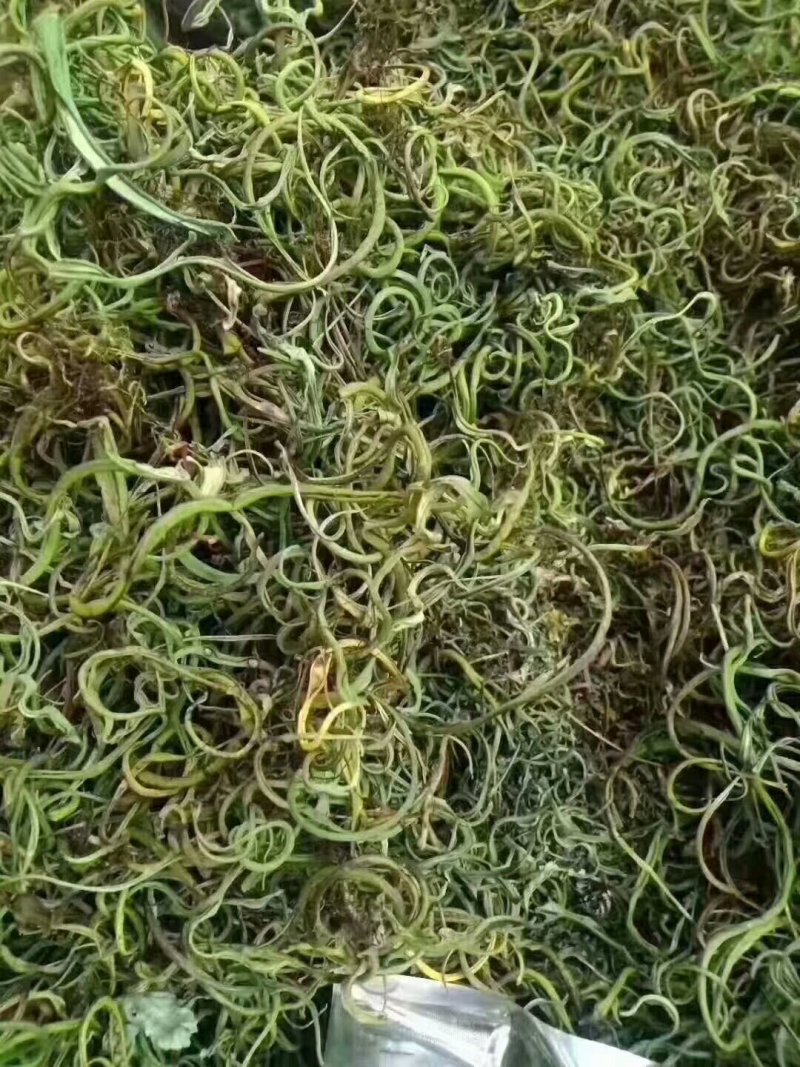 化石草野生正品肾精草产地直供无硫熏原色包邮