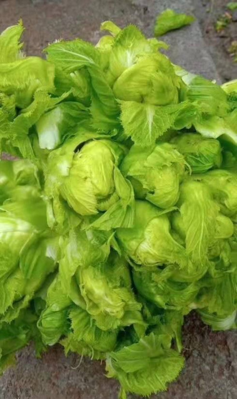 早熟儿菜上市了要货的老板赶紧预定量大从优