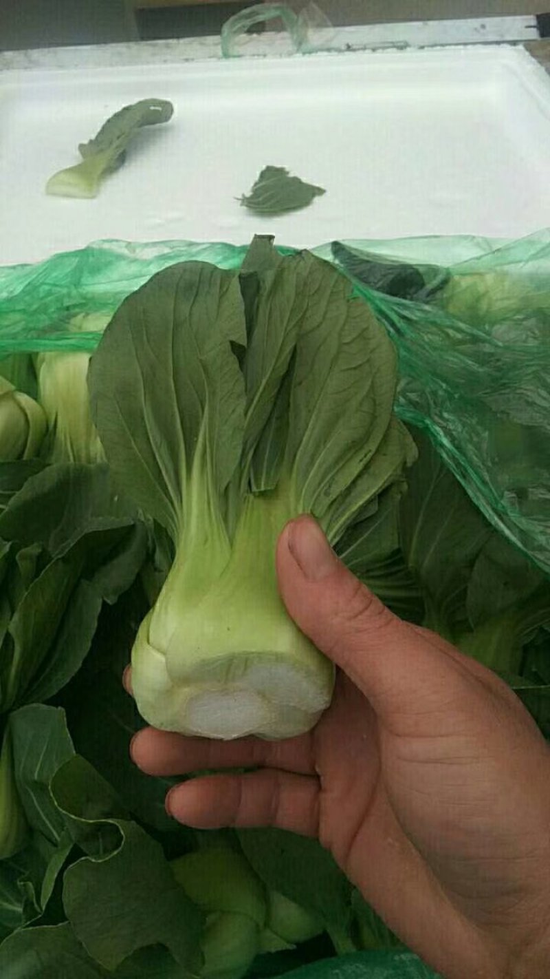 河北邯郸上海清小油菜提供一亩田线上交易资金安全有保证