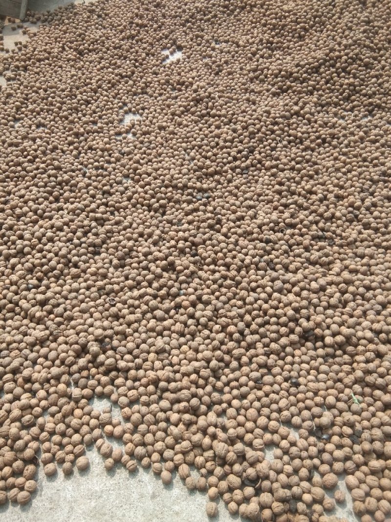 辽系核桃薄皮核桃棉核桃各种优质核桃