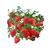 【热卖】优质四季草莓苗盆栽地栽南北适种原土发货死苗补发