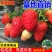 【热卖】优质四季草莓苗盆栽地栽南北适种原土发货死苗补发