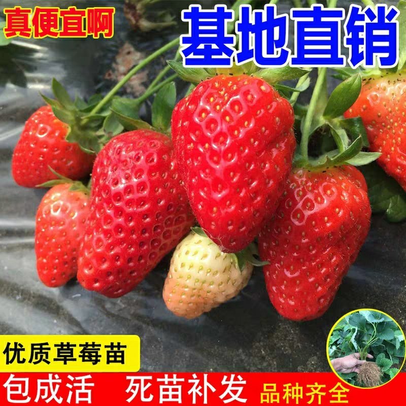 【热卖】优质四季草莓苗盆栽地栽南北适种原土发货死苗补发