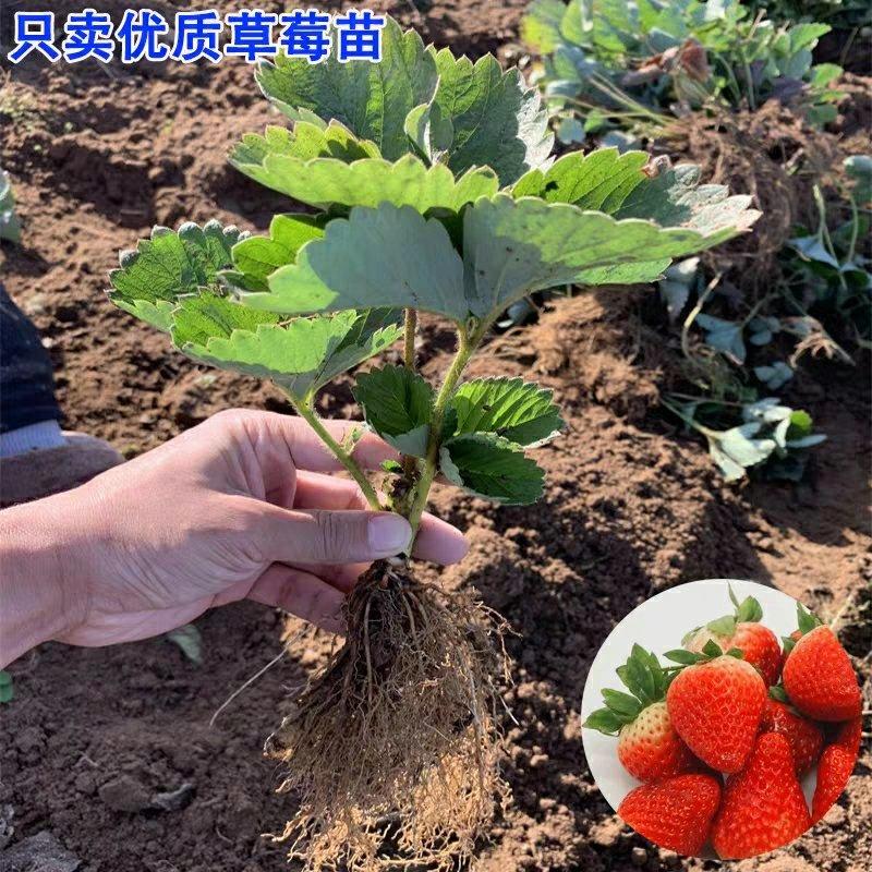 【热卖】优质四季草莓苗盆栽地栽南北适种原土发货死苗补发