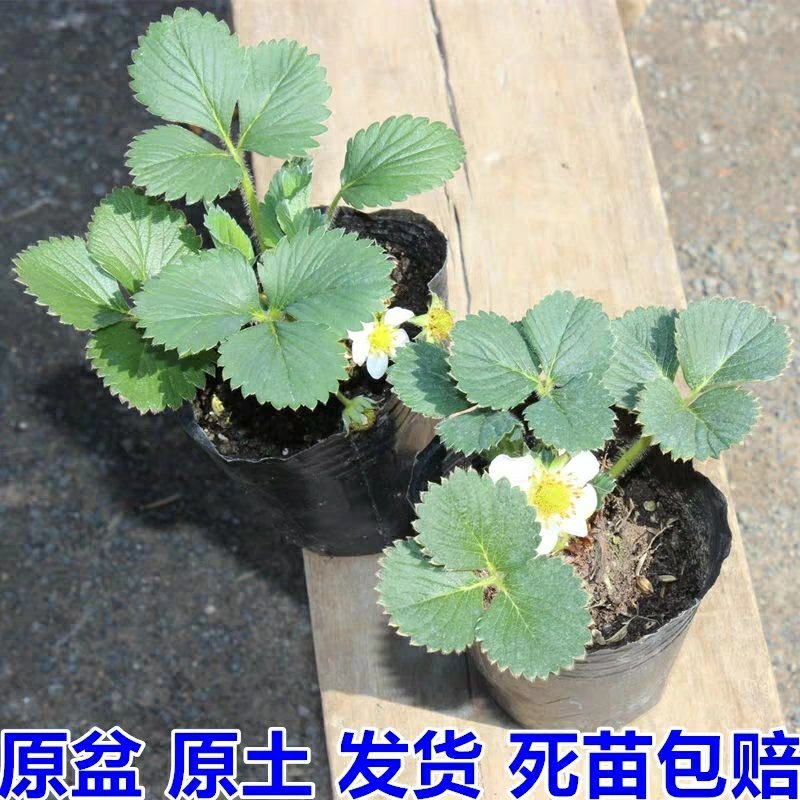 【热卖】优质四季草莓苗盆栽地栽南北适种原土发货死苗补发