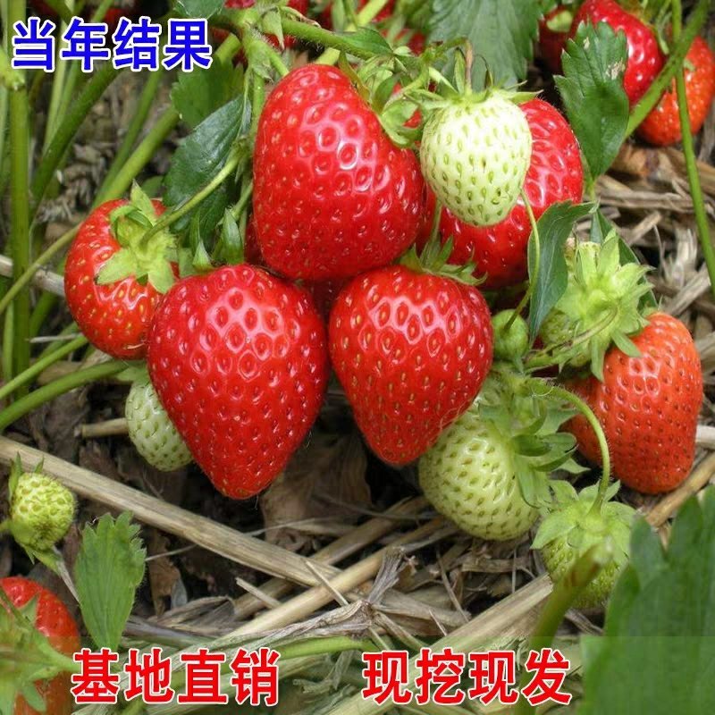 【热卖】优质四季草莓苗盆栽地栽南北适种原土发货死苗补发