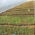 【热卖】优质四季草莓苗盆栽地栽南北适种原土发货死苗补发