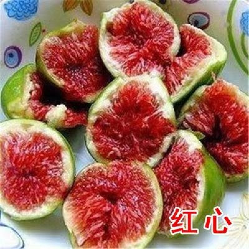 【包成活】精品波姬红无花果盆栽地栽基地直供品种保证