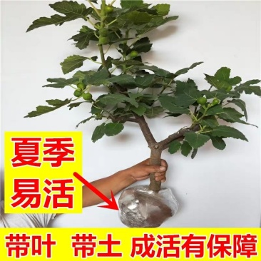 【包成活】精品波姬红无花果盆栽地栽基地直供品种保证