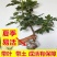 【包成活】精品波姬红无花果盆栽地栽基地直供品种保证
