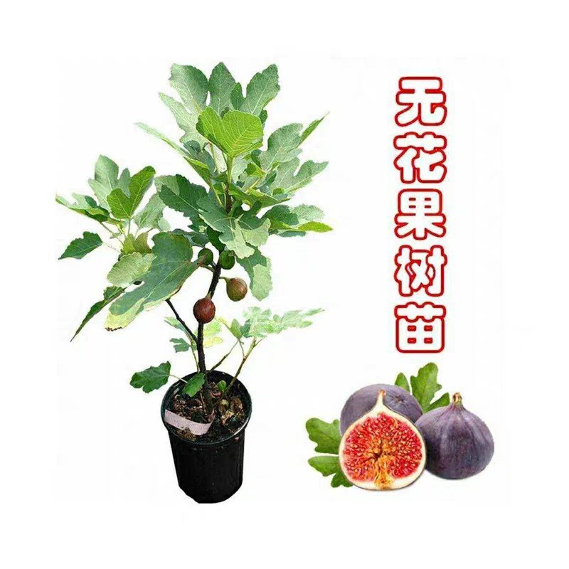 【包成活】精品波姬红无花果盆栽地栽基地直供品种保证