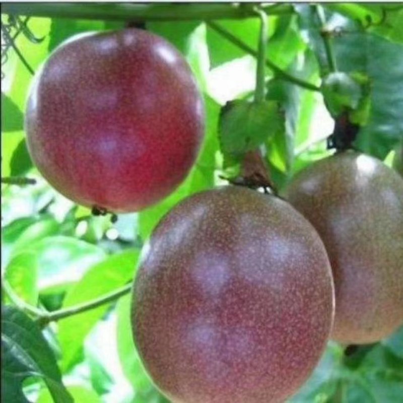 百香果