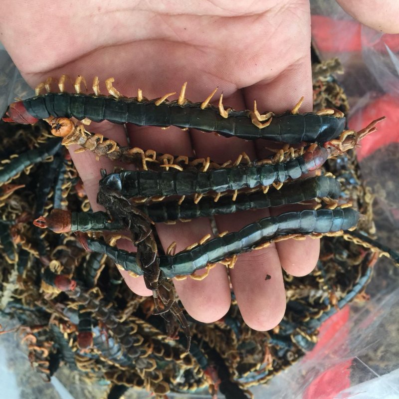 蜈蚣皮，道地药材，质优价实，品质保证，药典标准一公斤起批