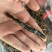 蜈蚣皮，道地药材，质优价实，品质保证，药典标准一公斤起批