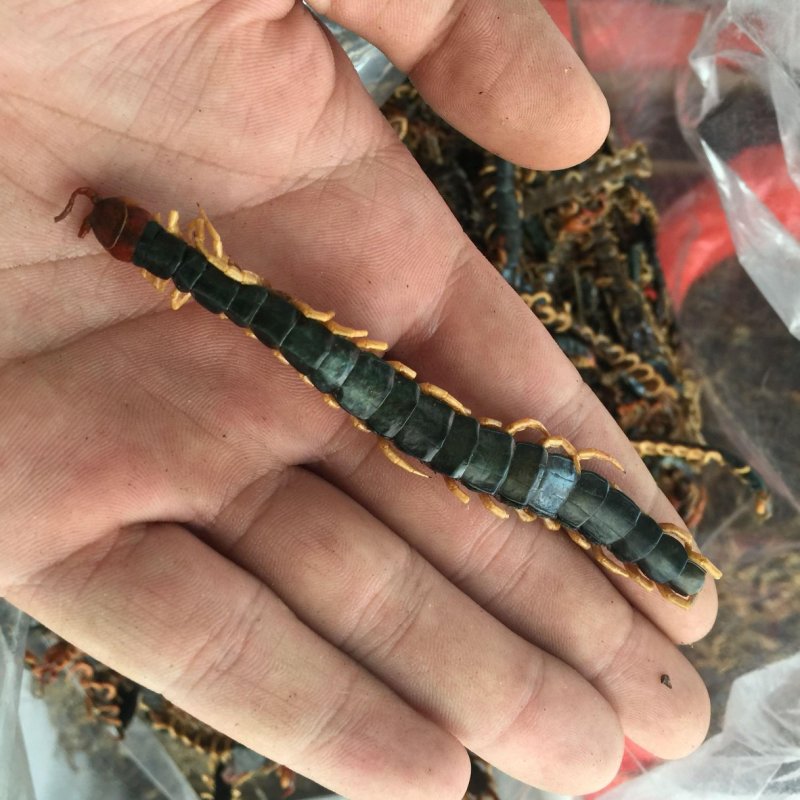 蜈蚣皮，道地药材，质优价实，品质保证，药典标准一公斤起批