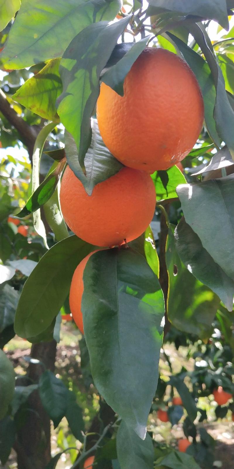九月红果冻橙脐橙口感甜大小匀称皮薄多汁果园看货现场采摘