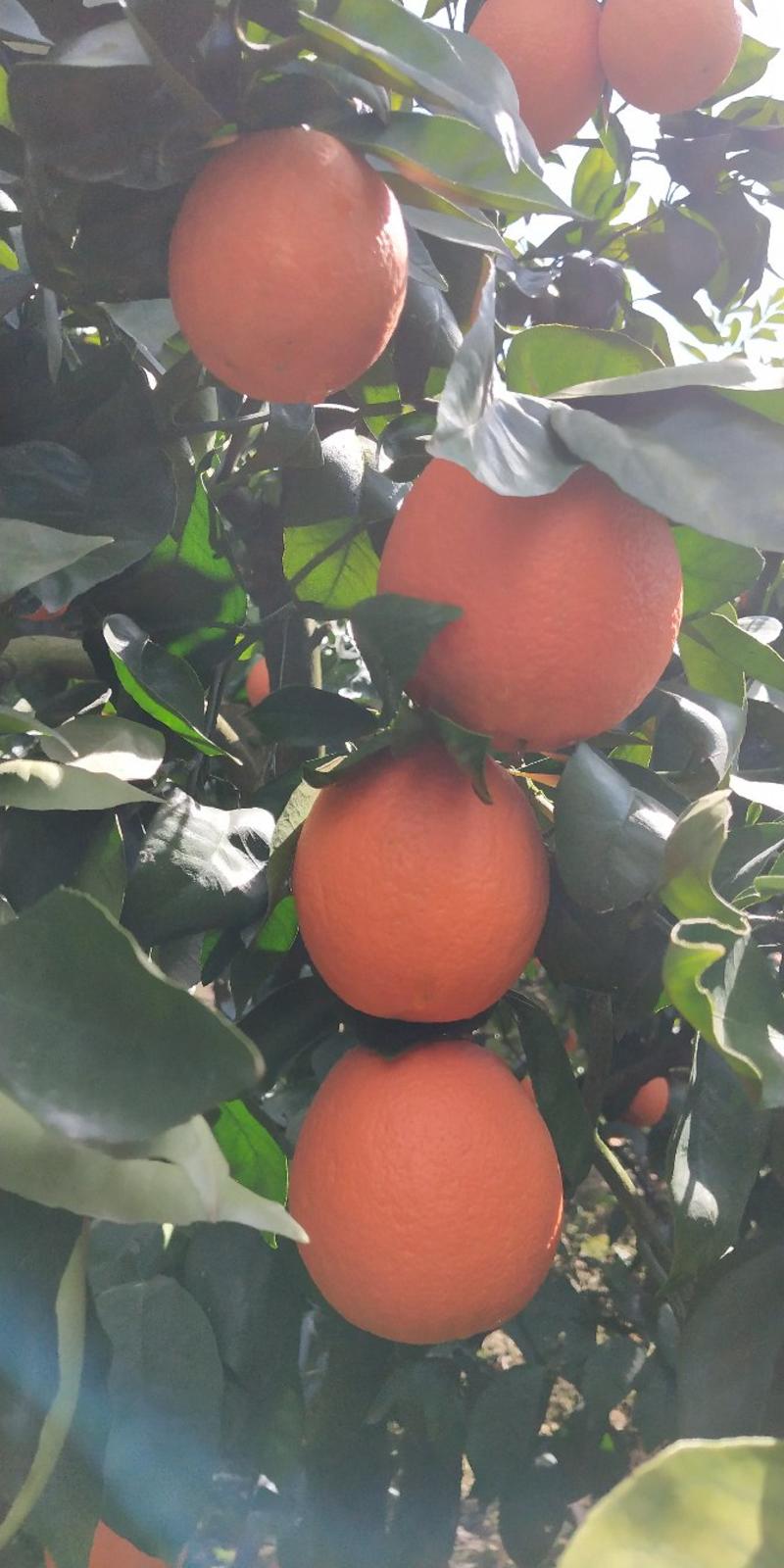 九月红果冻橙脐橙口感甜大小匀称皮薄多汁果园看货现场采摘