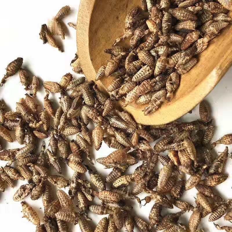 蚁狮，道地药材，质优价实，品质保证，药典标准一公斤起批