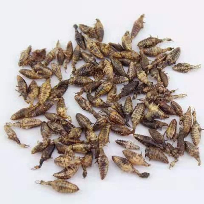 蚁狮，道地药材，质优价实，品质保证，药典标准一公斤起批